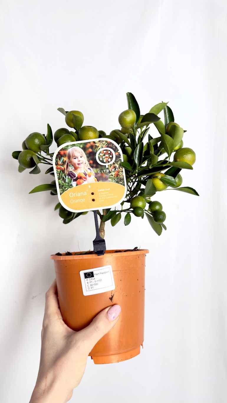 Kalamondyna 15/35 cm