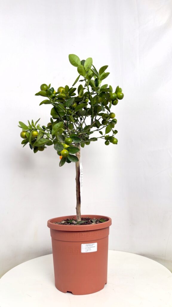 Kalamondyna – drzewko cytrusowe w doniczce z pomarańczowymi owocami do domu i na taras
