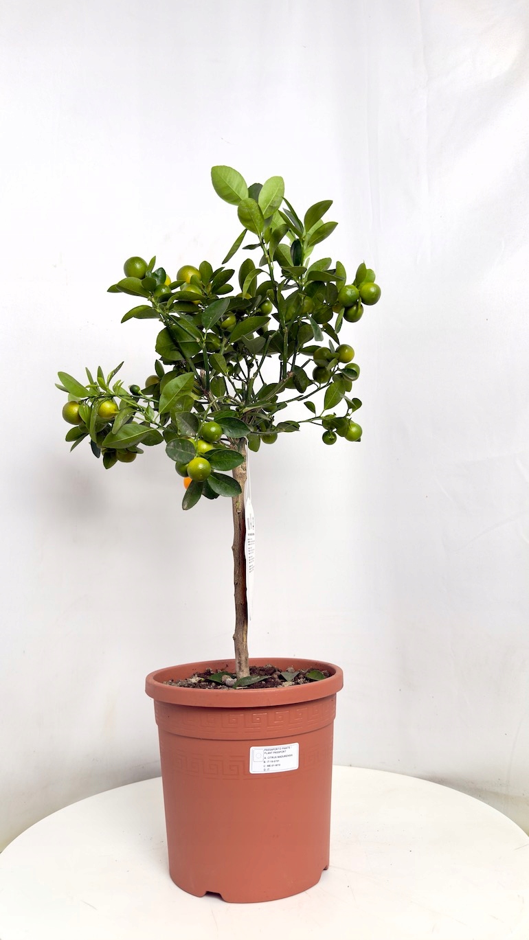 Kalamondyna (Citrofortunella madurensis)