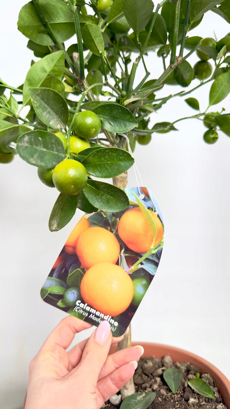 Kalamondyna (Citrofortunella madurensis)