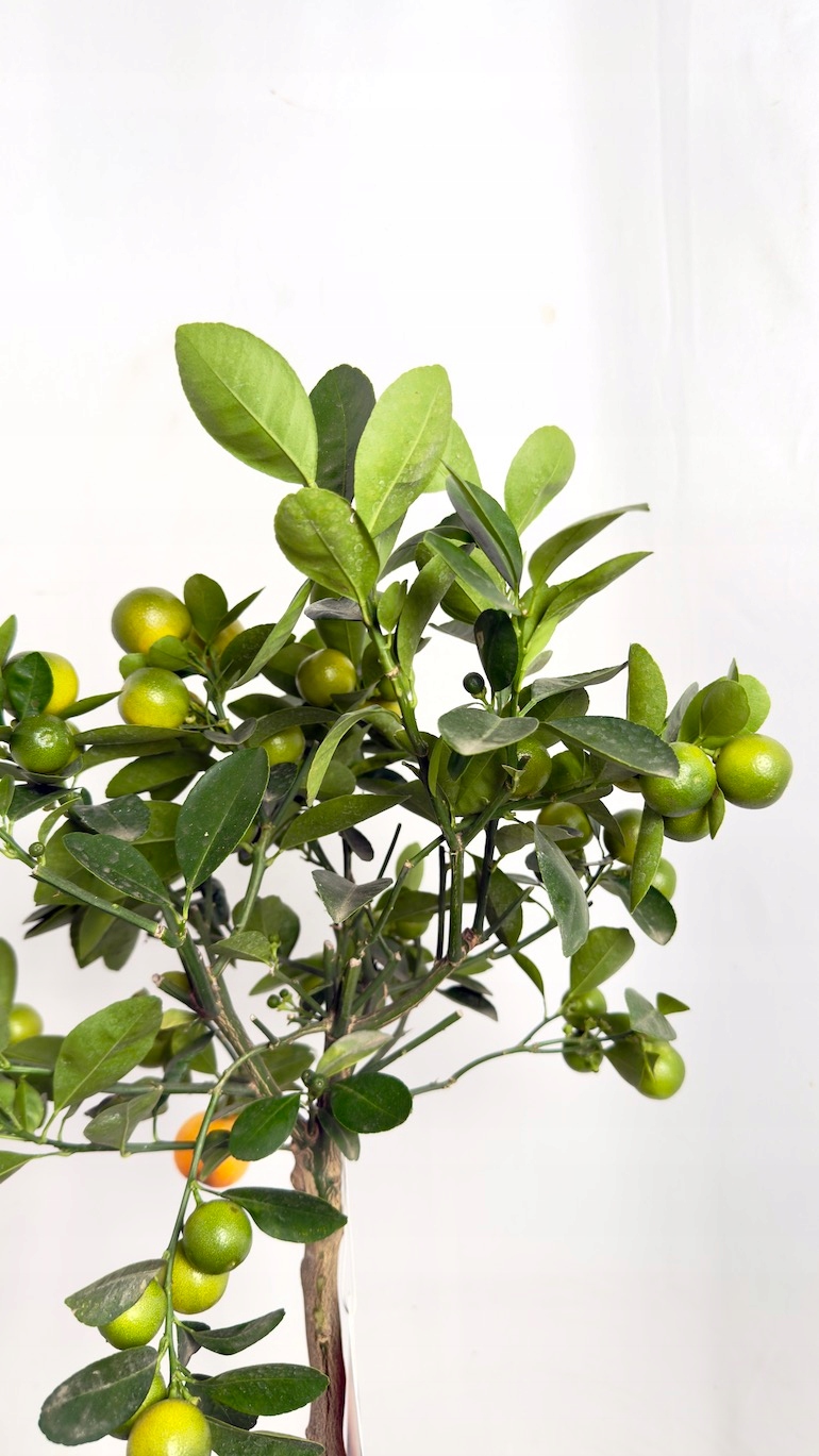 Kalamondyna (Citrofortunella madurensis)