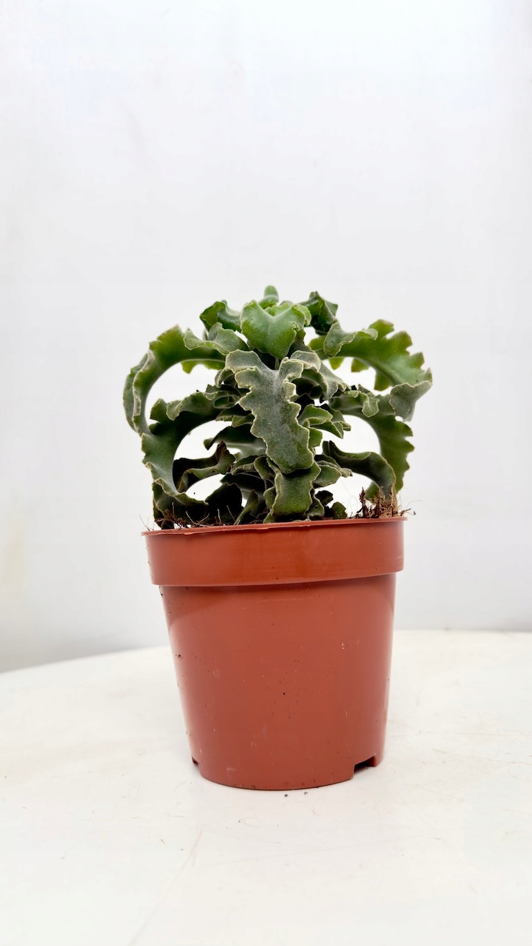 Kalanchoe Maltese Cross 12/18 cm