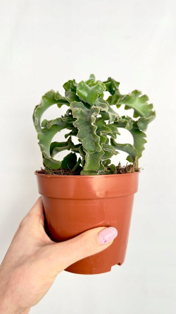 Kalanchoe Maltese Cross czerwone kwiaty roślina doniczkowa sukulent 12/18 cm