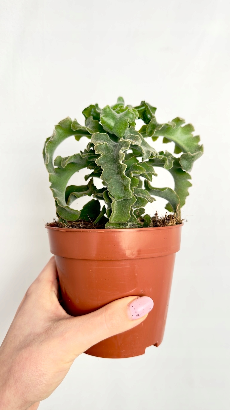 Kalanchoe Maltese Cross 12/18 cm