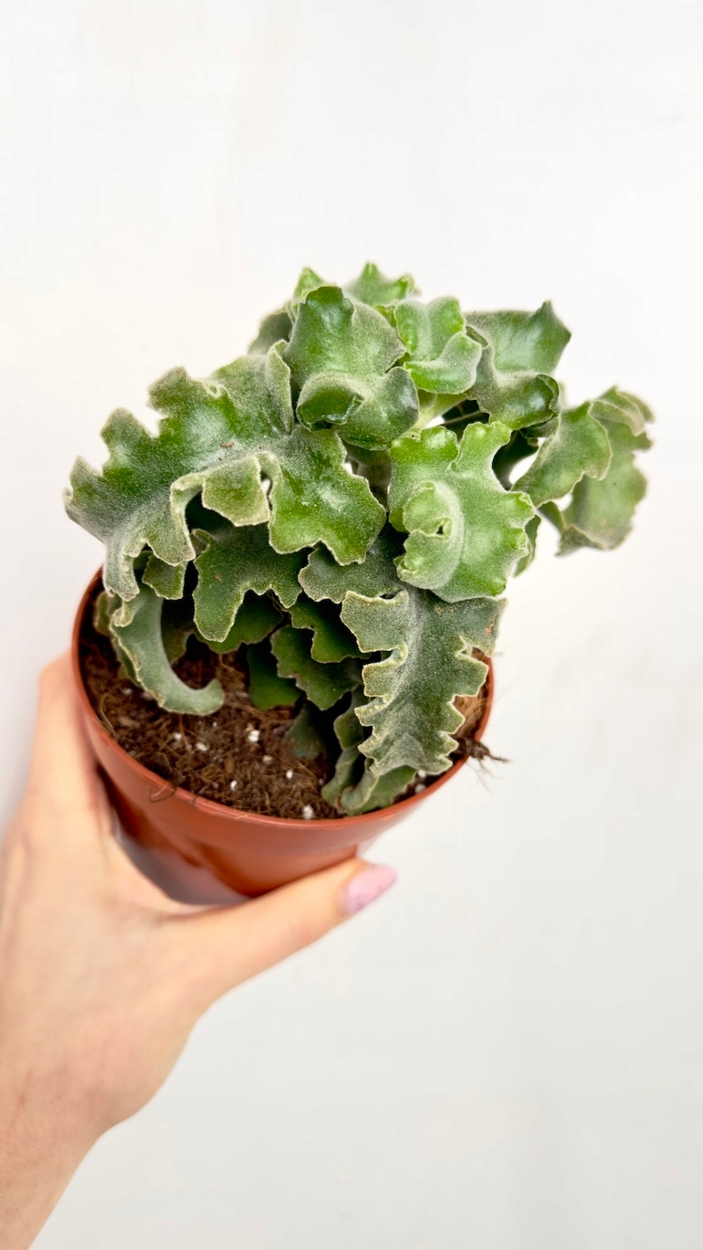 Kalanchoe Maltese Cross 12/18 cm