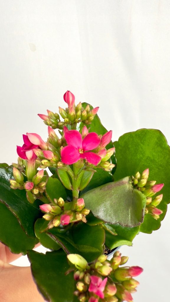 Kalanchoe Mini Orygalis