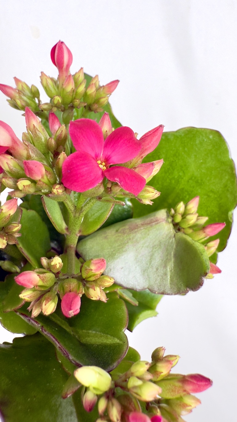 Kalanchoe Mini Orygalis