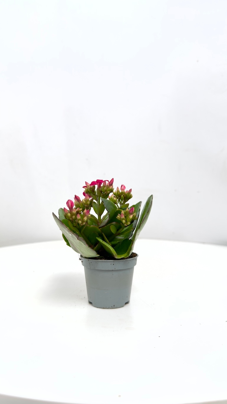 Kalanchoe Mini Orygalis