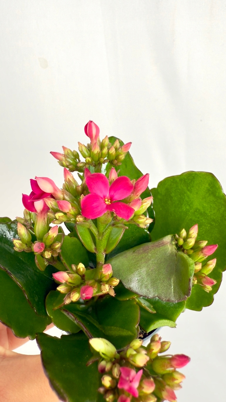 Kalanchoe Mini Orygalis