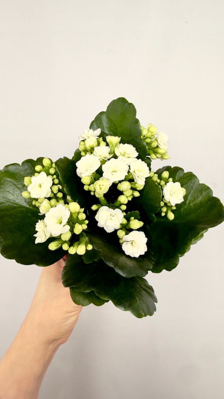 Kalanchoe biała 8/18 cm