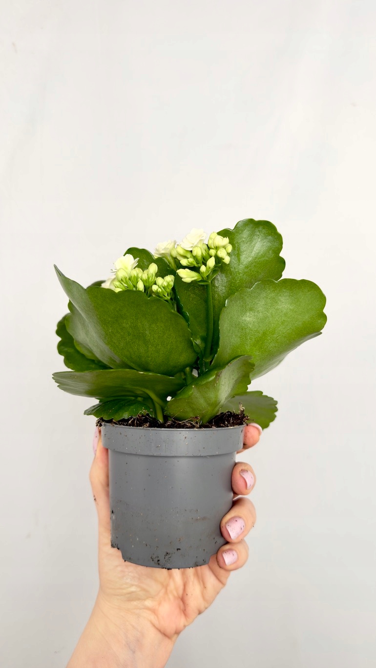 Kalanchoe biała 8/18 cm