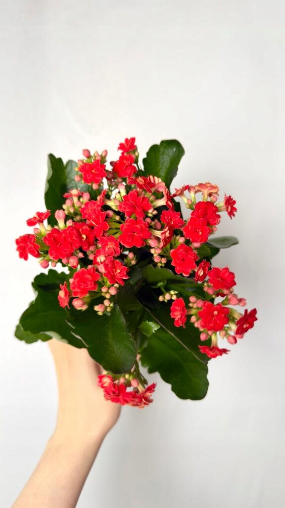 Kalanchoe czerwona 12/25 cm z czerwonymi kwiatami i ciemnozielonymi liśćmi w doniczce.