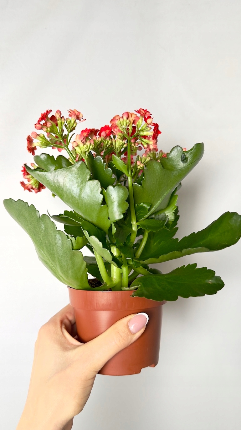 Kalanchoe czerwone