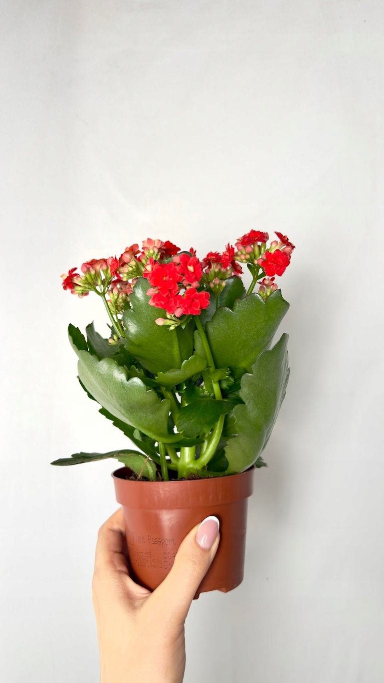 Kalanchoe czerwone