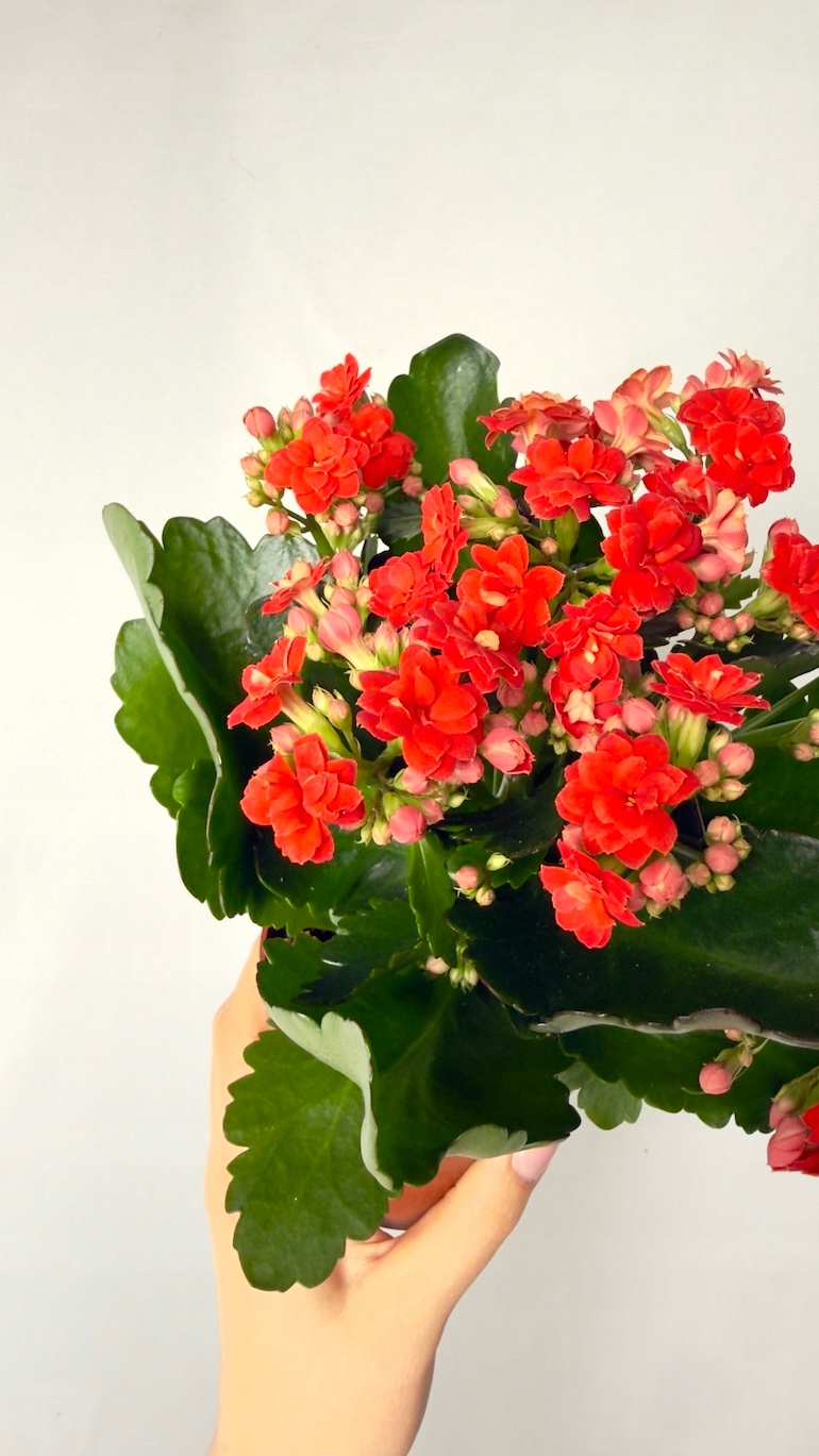 Kalanchoe czerwone