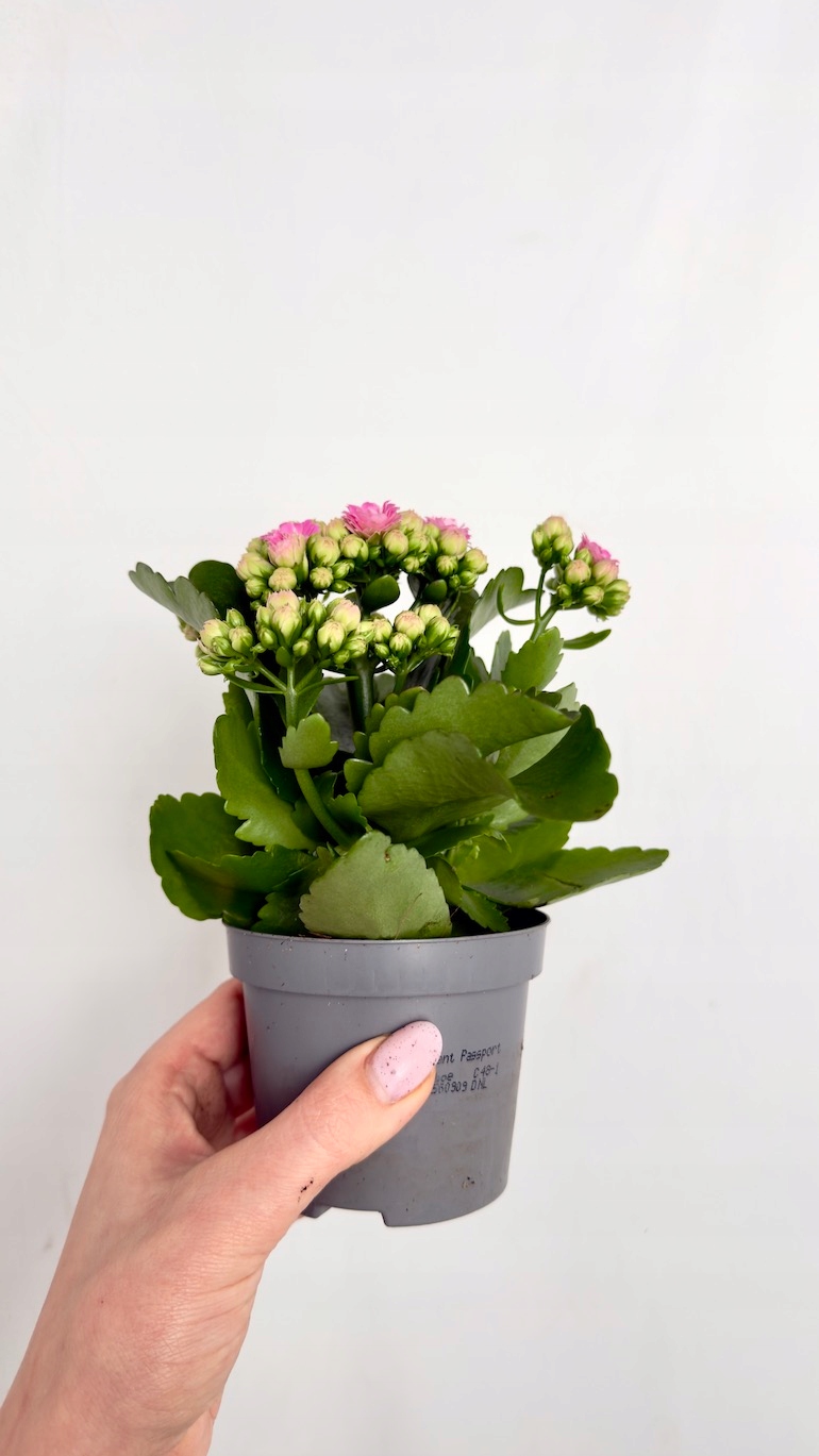 Kalanchoe jasnoróżowa 8/18 cm