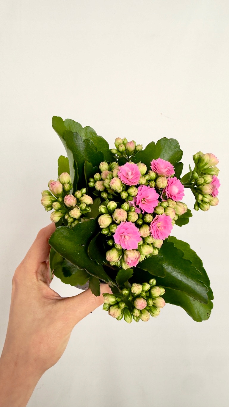 Kalanchoe jasnoróżowa 8/18 cm