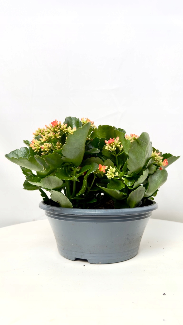 Kalanchoe pomarańczowa