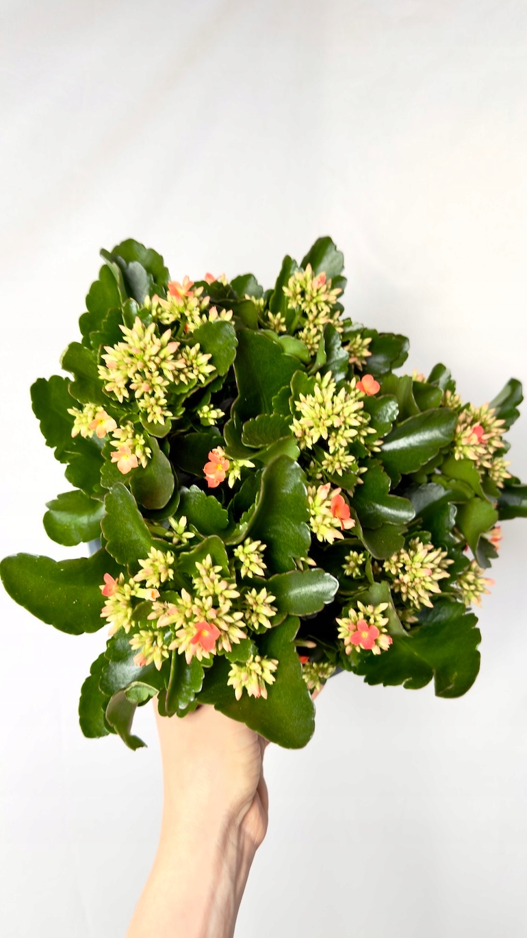 Kalanchoe pomarańczowa