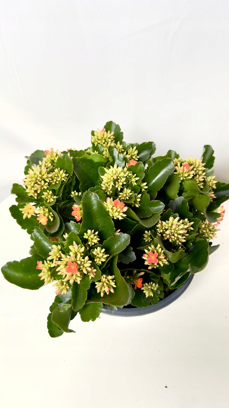 Kalanchoe pomarańczowa