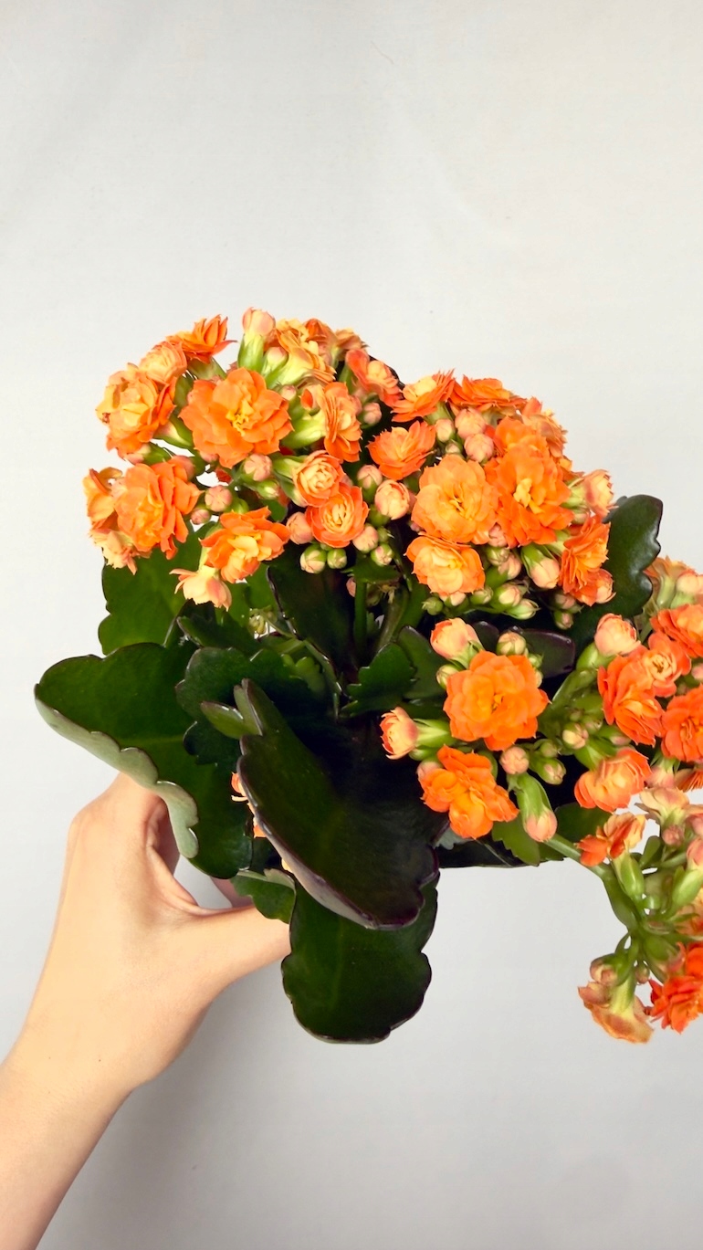 Kalanchoe pomarańczowa