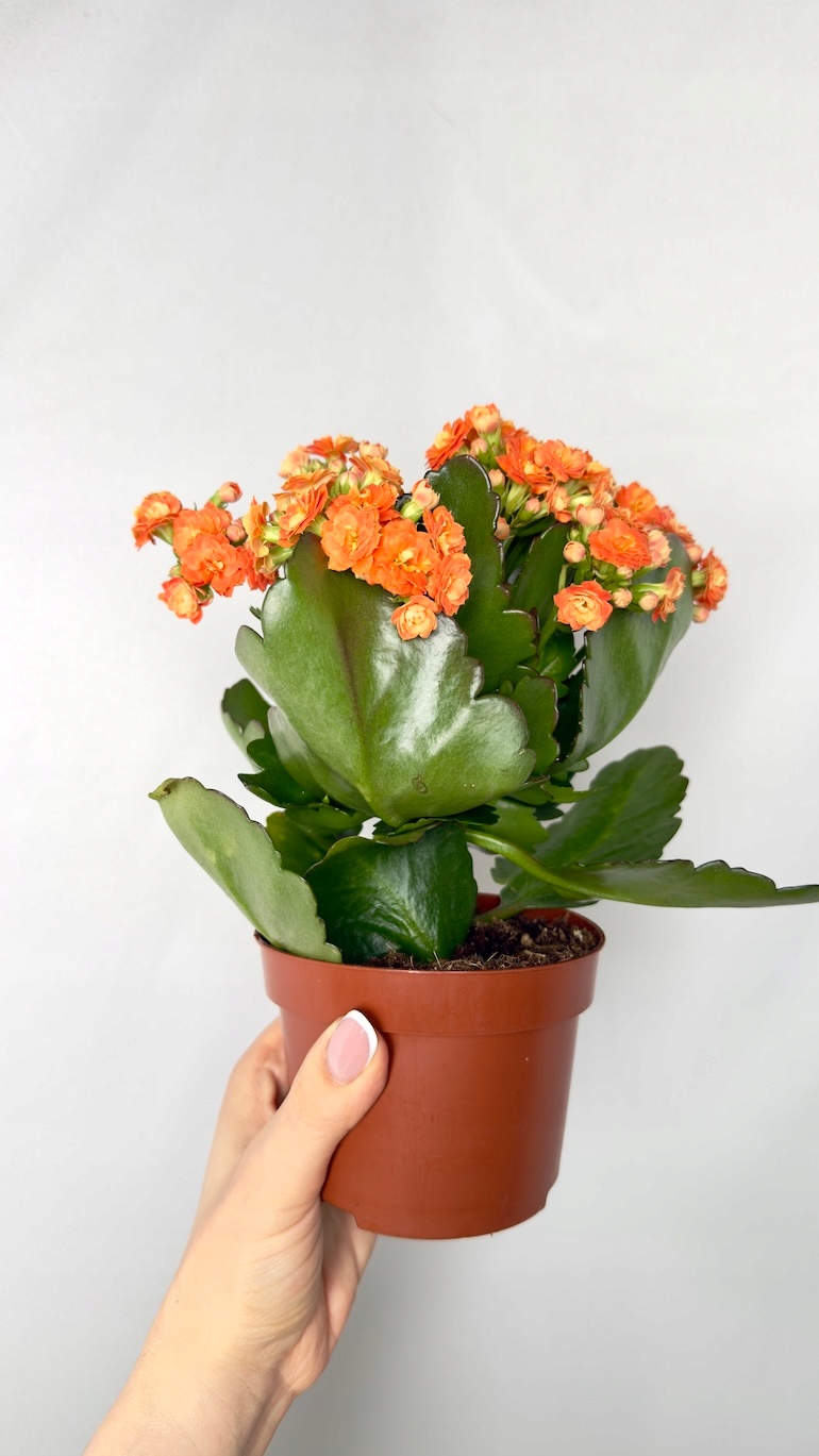Kalanchoe pomarańczowa