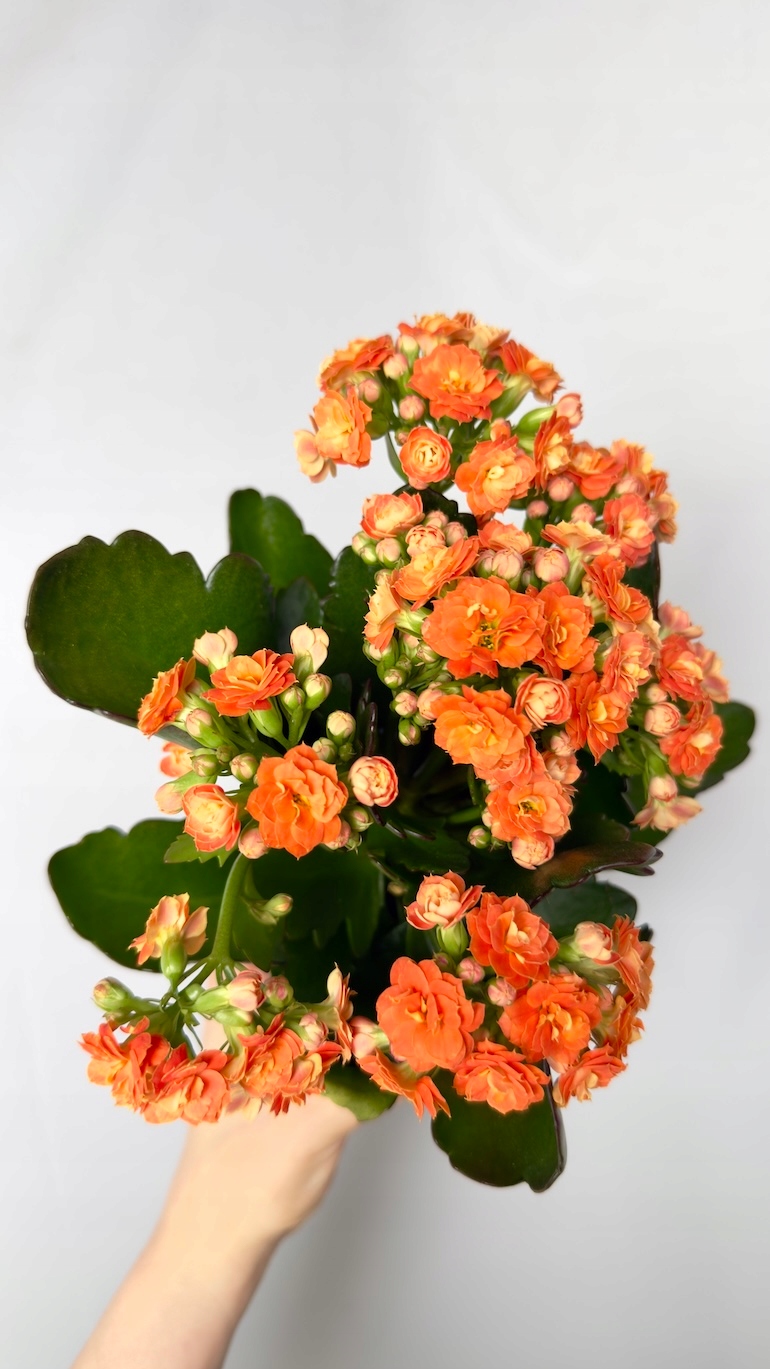 Kalanchoe pomarańczowa