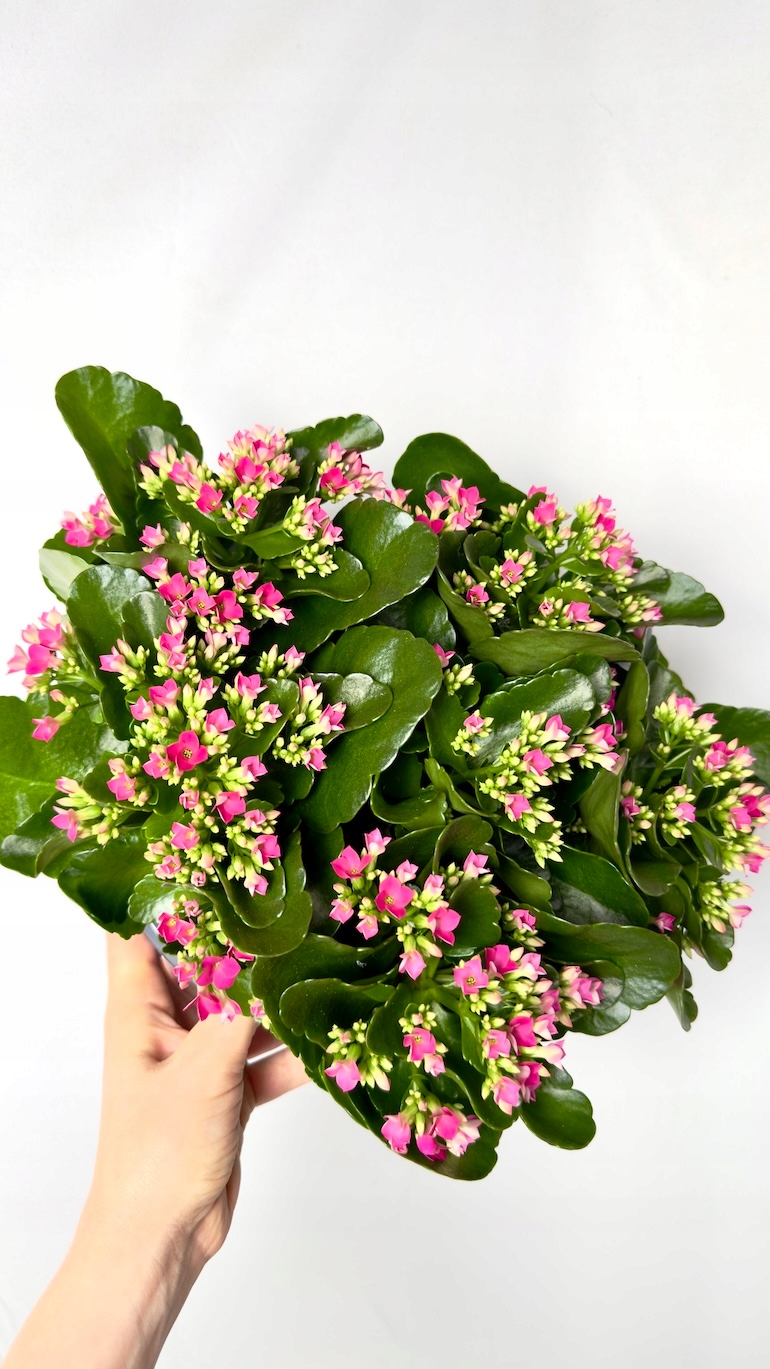 Kalanchoe jasnoróżowa
