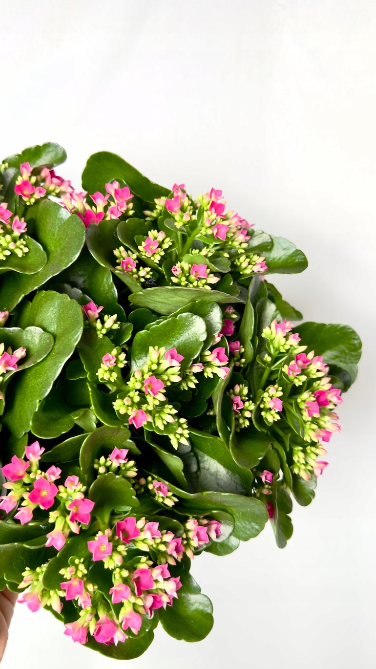 Kalanchoe jasnoróżowa