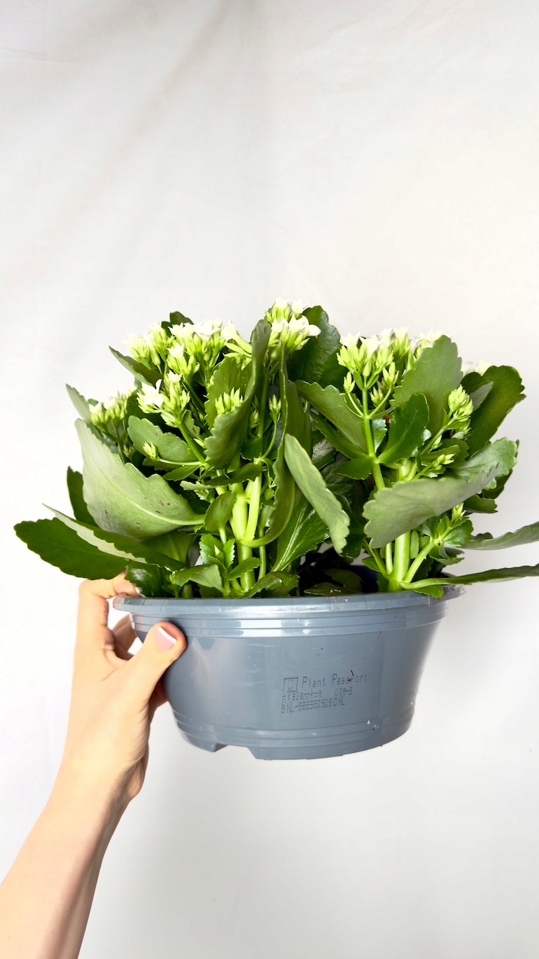 Kalanchoe biała