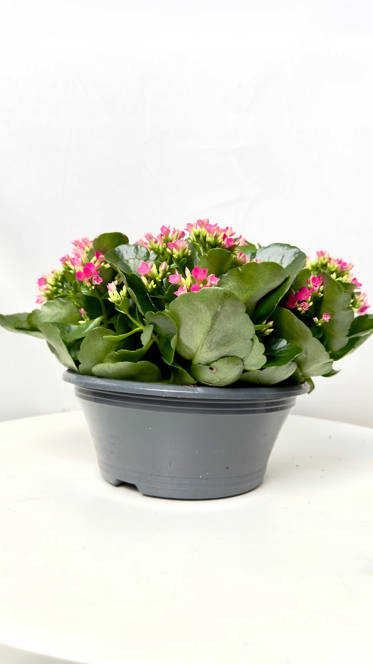 Kalanchoe jasnoróżowa