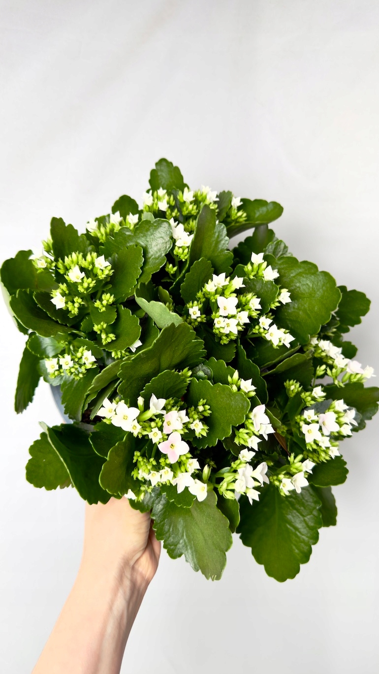 Kalanchoe biała