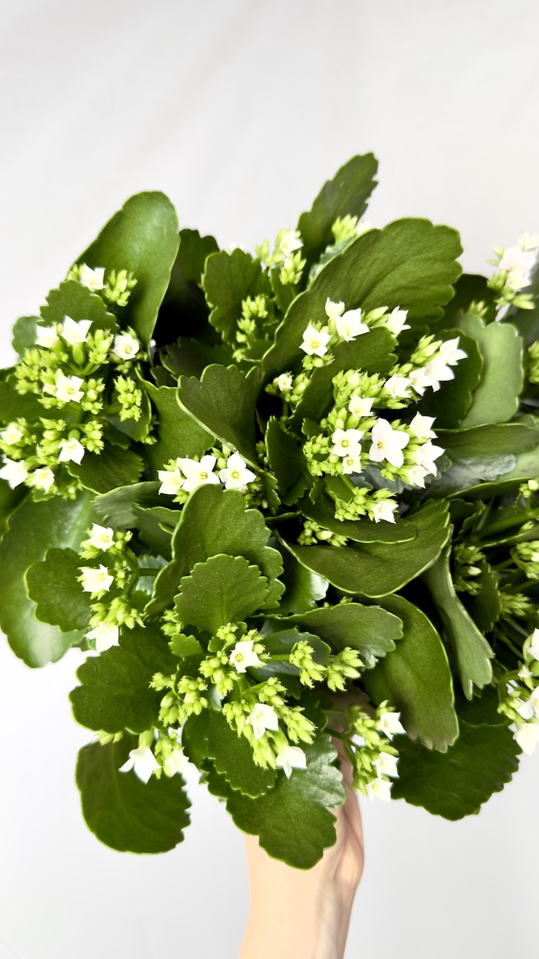 Kalanchoe biała