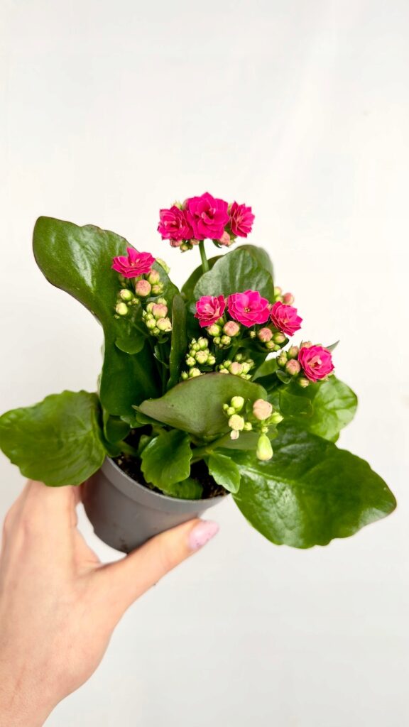 Kalanchoe różowe kwiaty sukulent roślina doniczkowa 8/18 cm