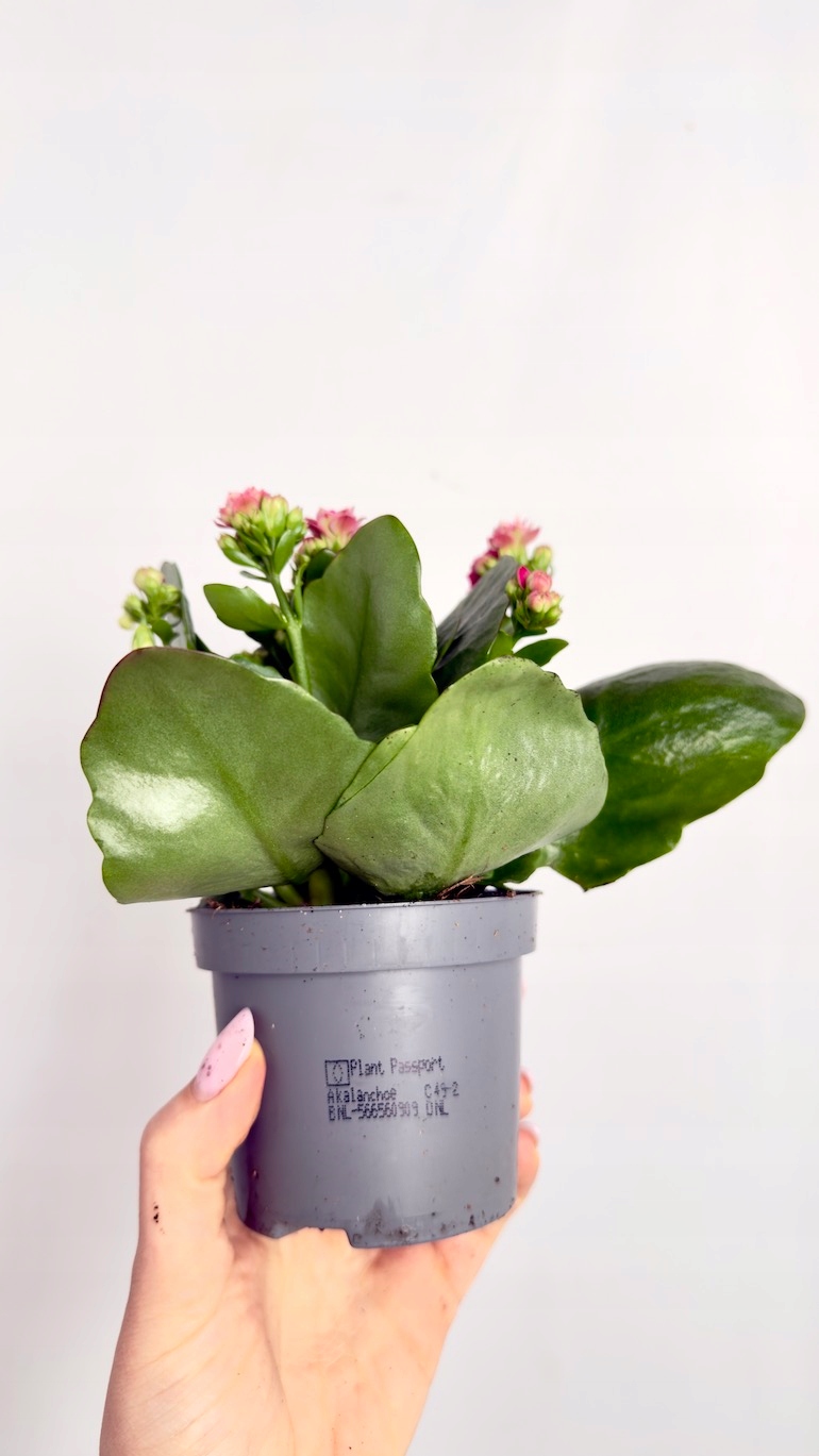 Kalanchoe różowe 8/18 cm
