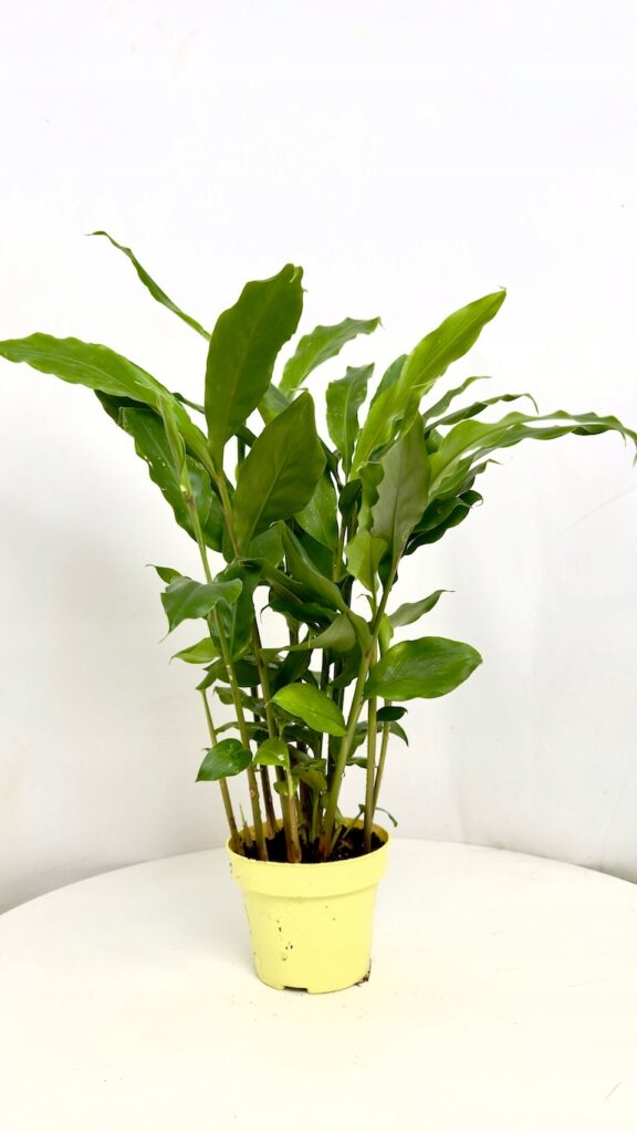 Kardamon lekarski Elettaria cardamomum roślina przyprawowa w doniczce