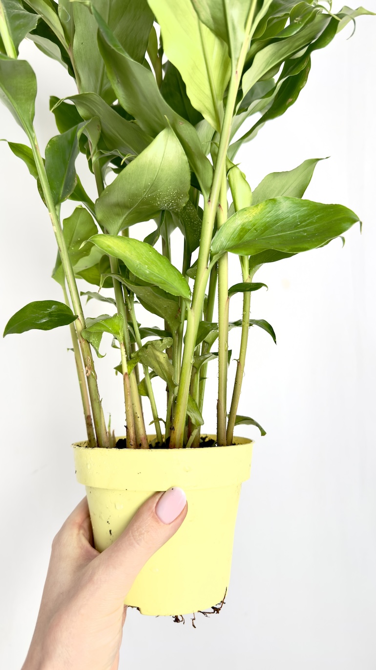 Kardamon lekarski 12/40 cm