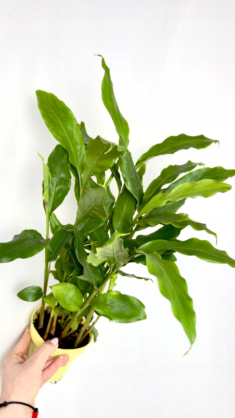 Kardamon lekarski 12/40 cm