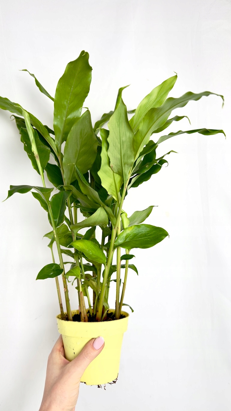 Kardamon lekarski 12/40 cm