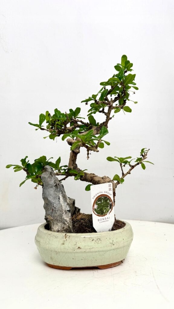 Karmona drobnolistna Bonsai w ceramicznej doniczce we wnętrzu