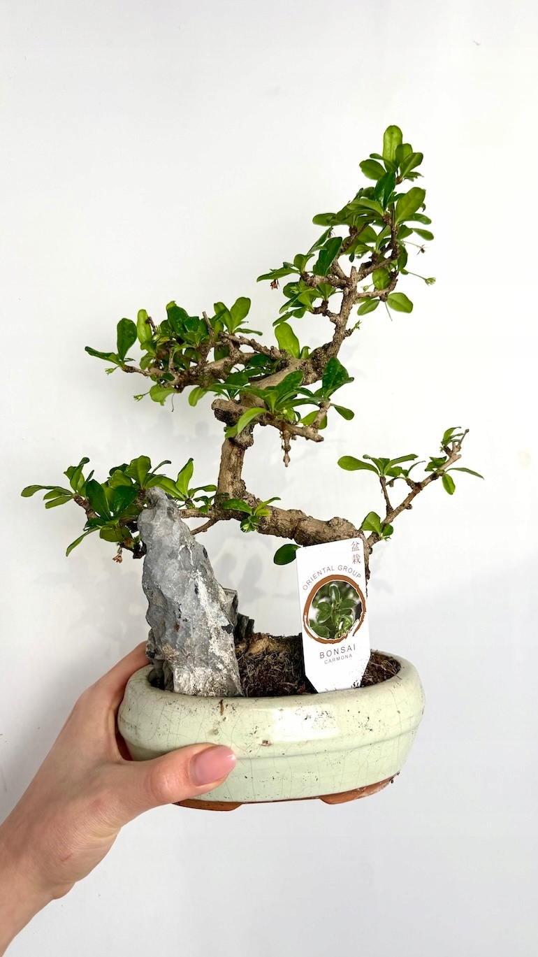 Karmona drobnolistna Bonsai
