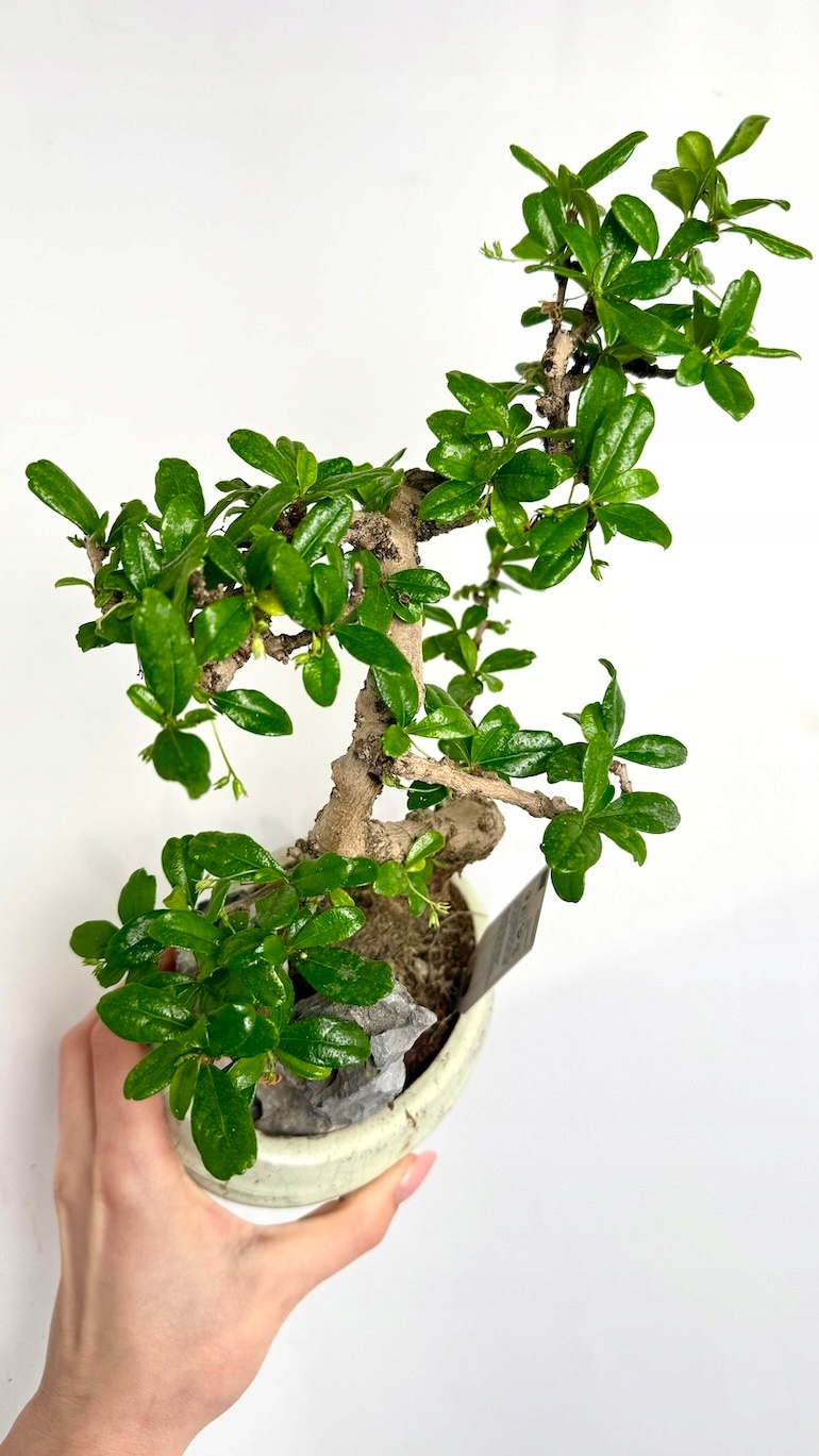 Karmona drobnolistna Bonsai