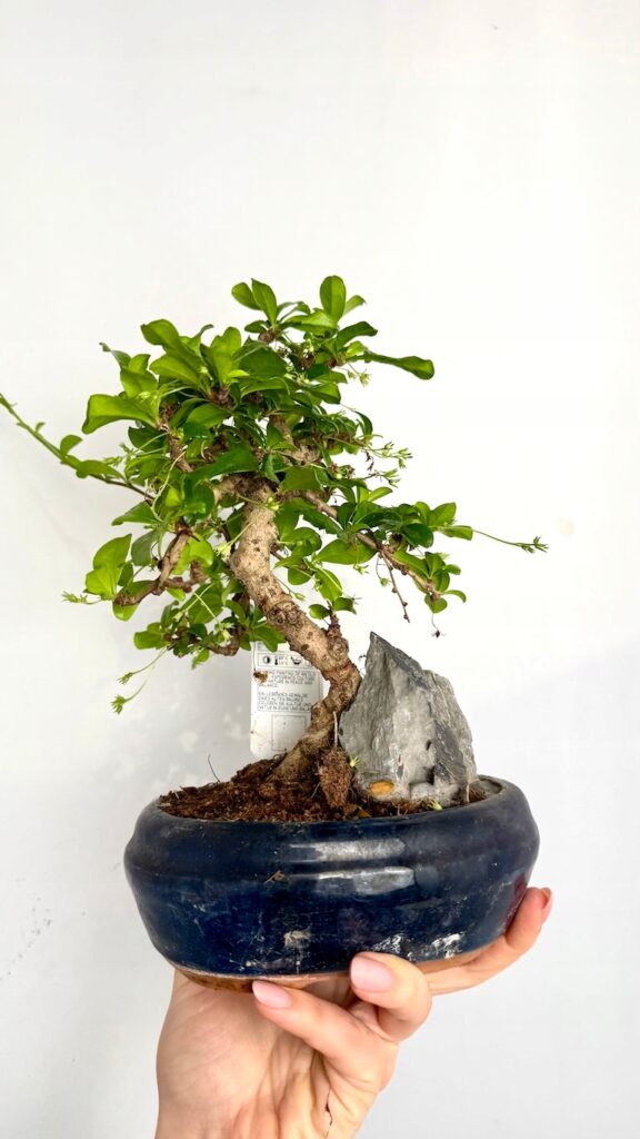 Karmona drobnolistna Bonsai w ceramicznej doniczce we wnętrzu
