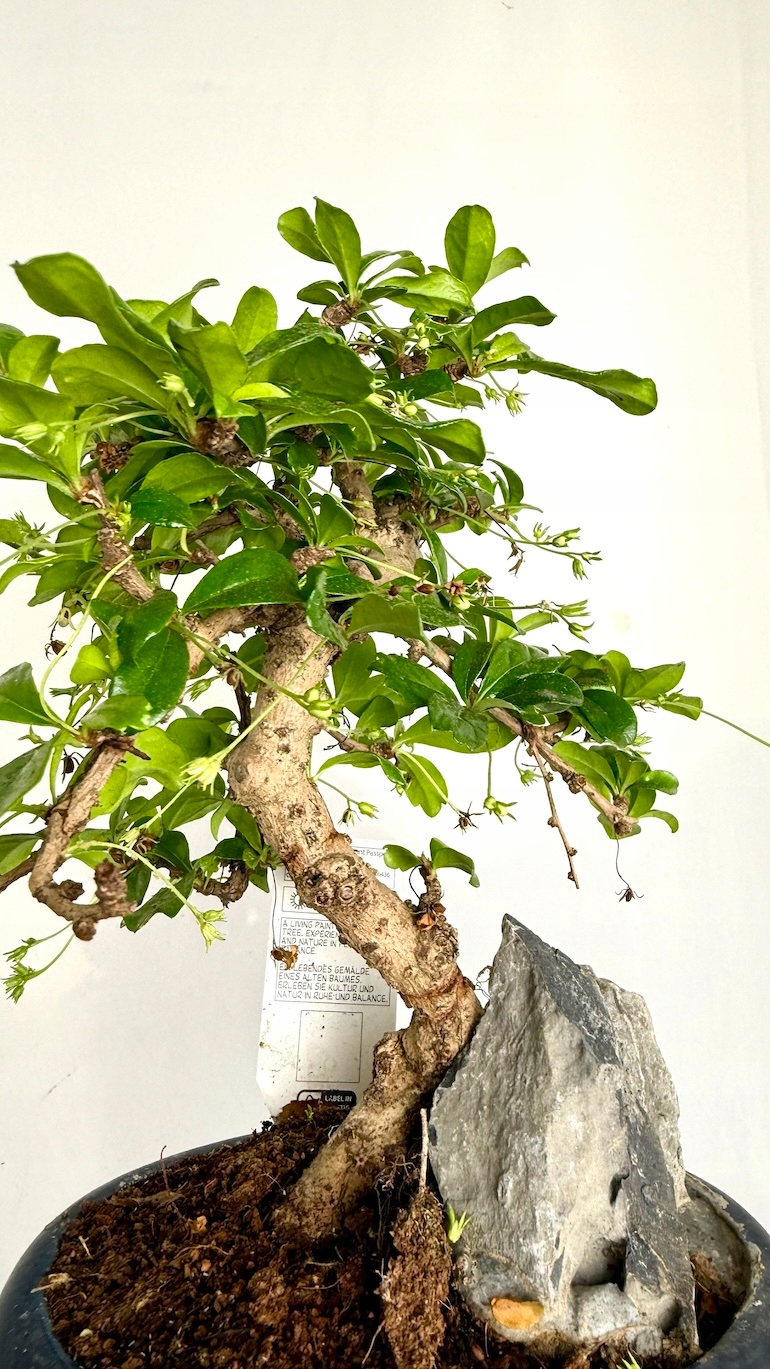 Karmona drobnolistna Bonsai
