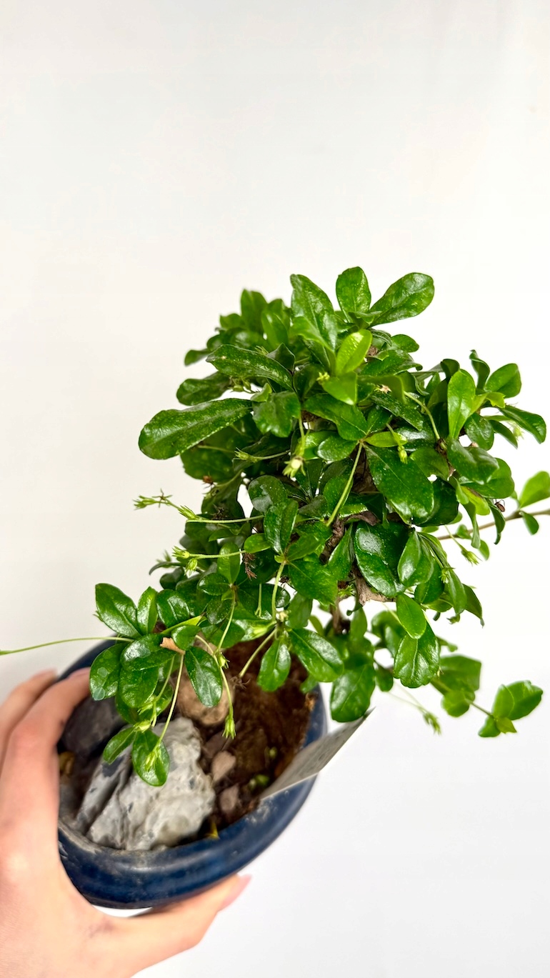 Karmona drobnolistna Bonsai