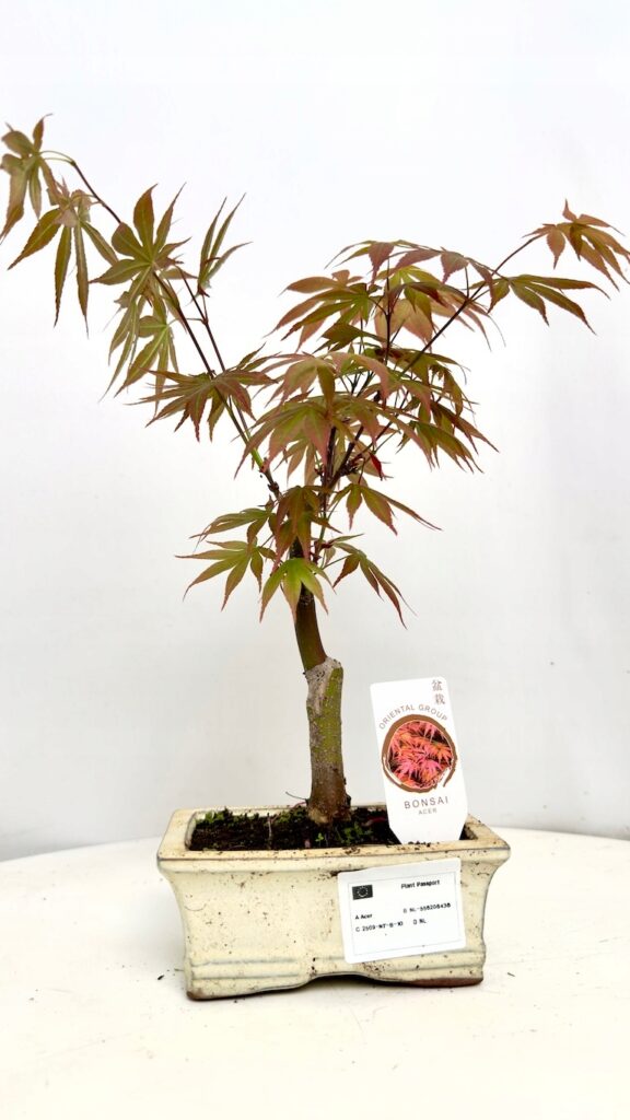 Klon czerwony Bonsai Acer palmatum miniaturowe drzewko bonsai w dekoracyjnej doniczce do salonu