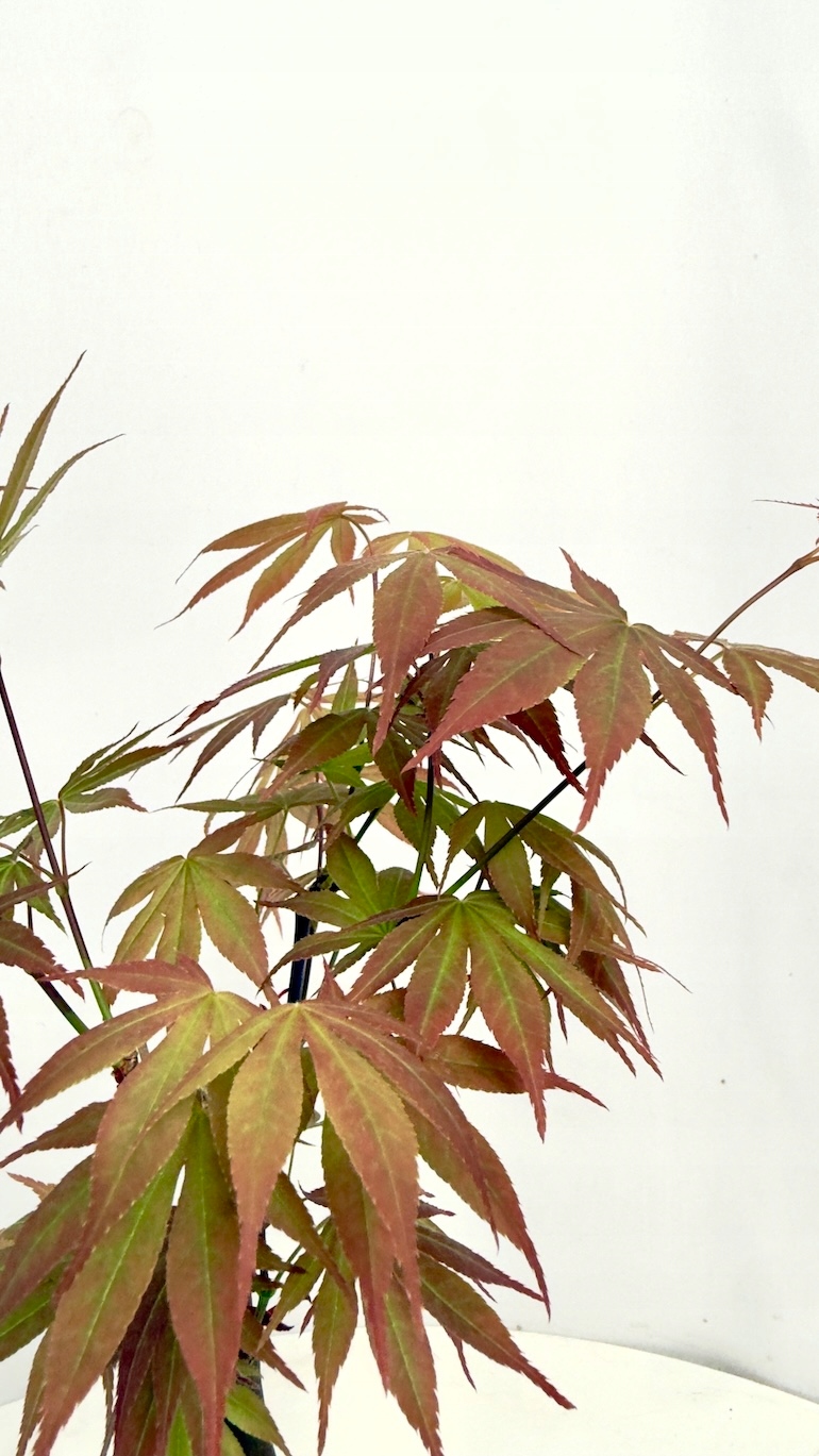 Klon czerwony Bonsai 10/20 cm