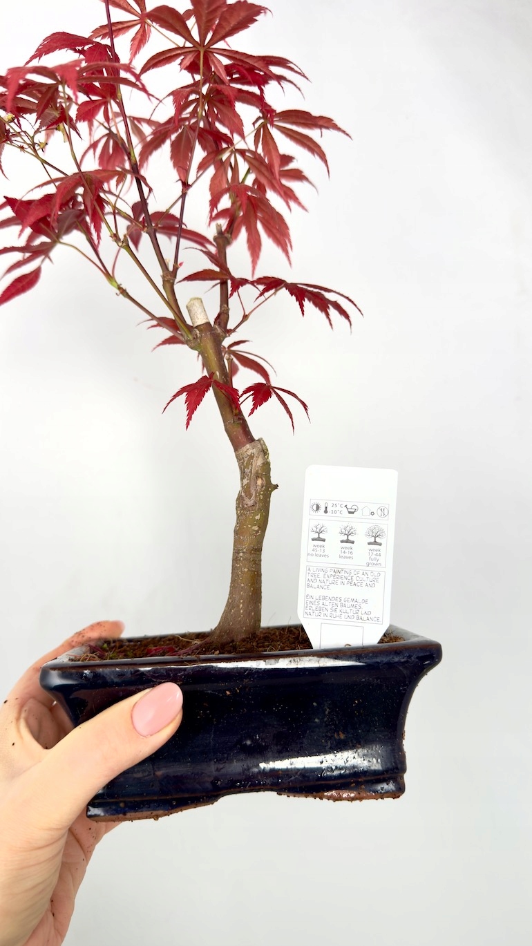 Klon czerwony Bonsai czarna doniczka