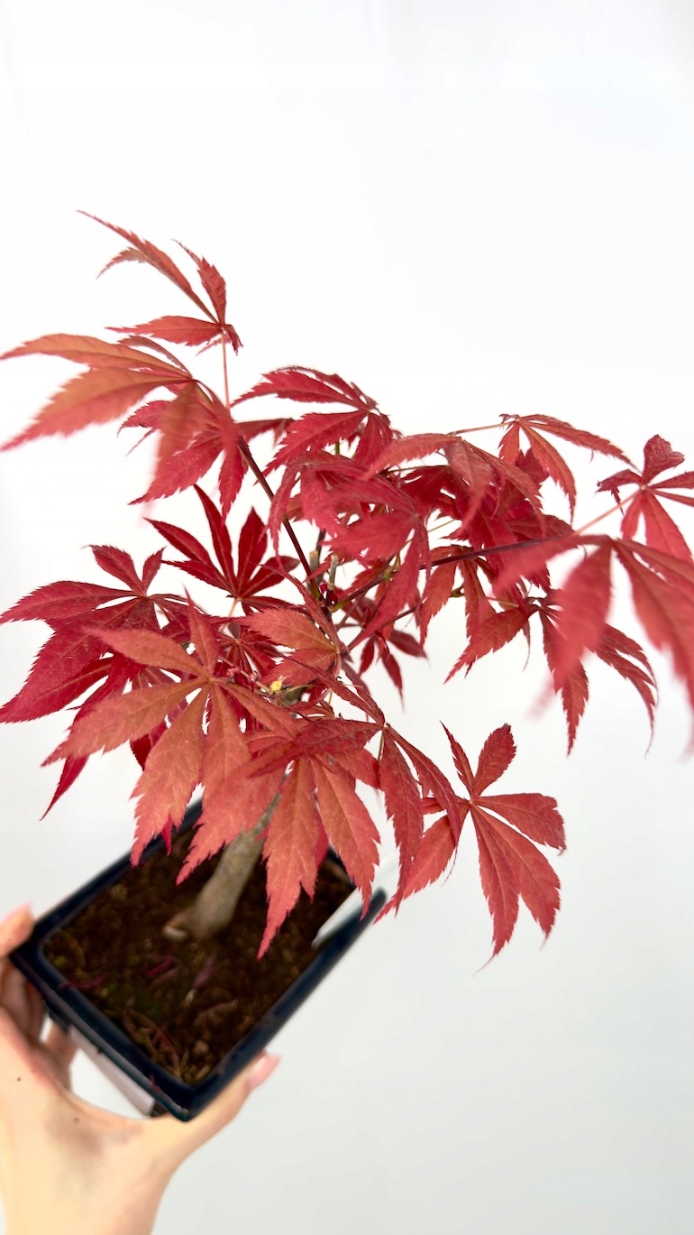 Klon czerwony Bonsai czarna doniczka