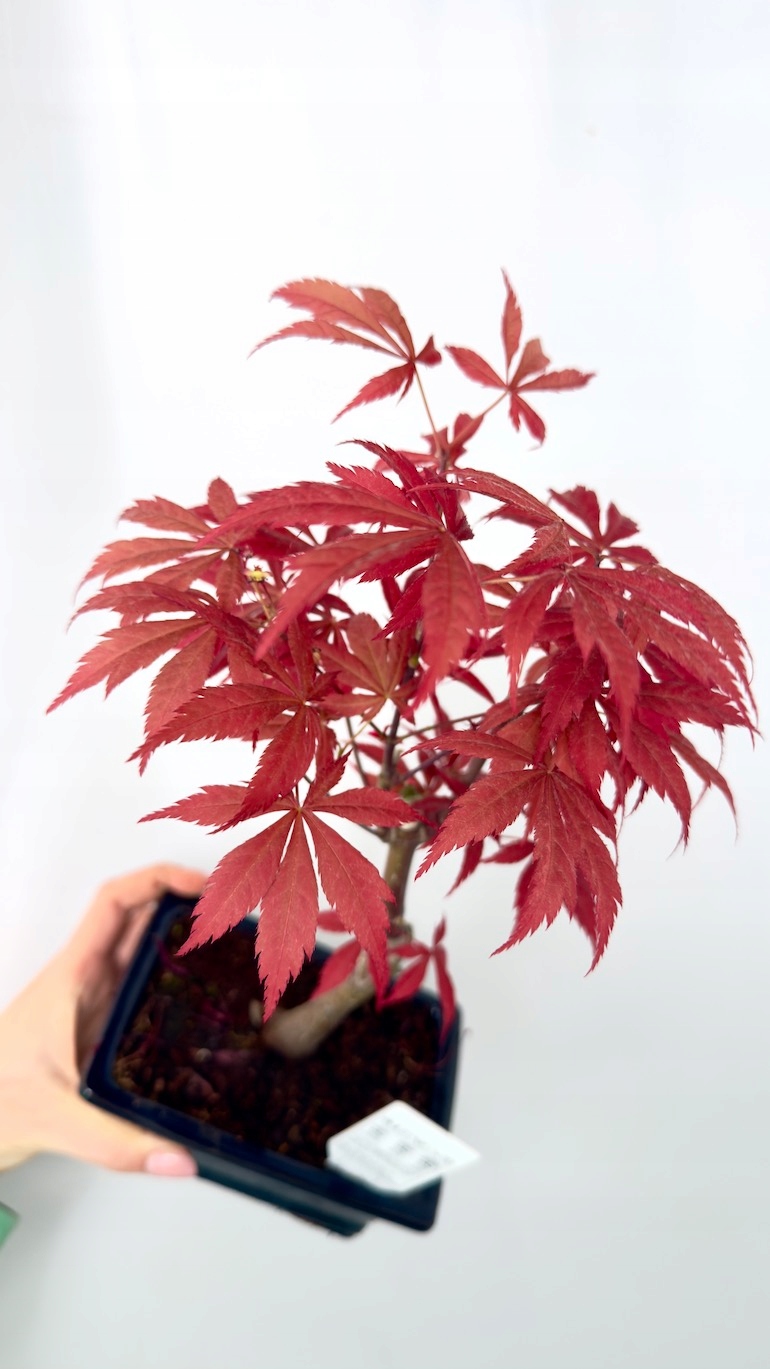 Klon czerwony Bonsai czarna doniczka